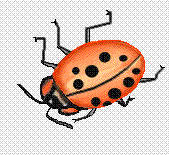 animated-beetle-and-bug-image-0008
